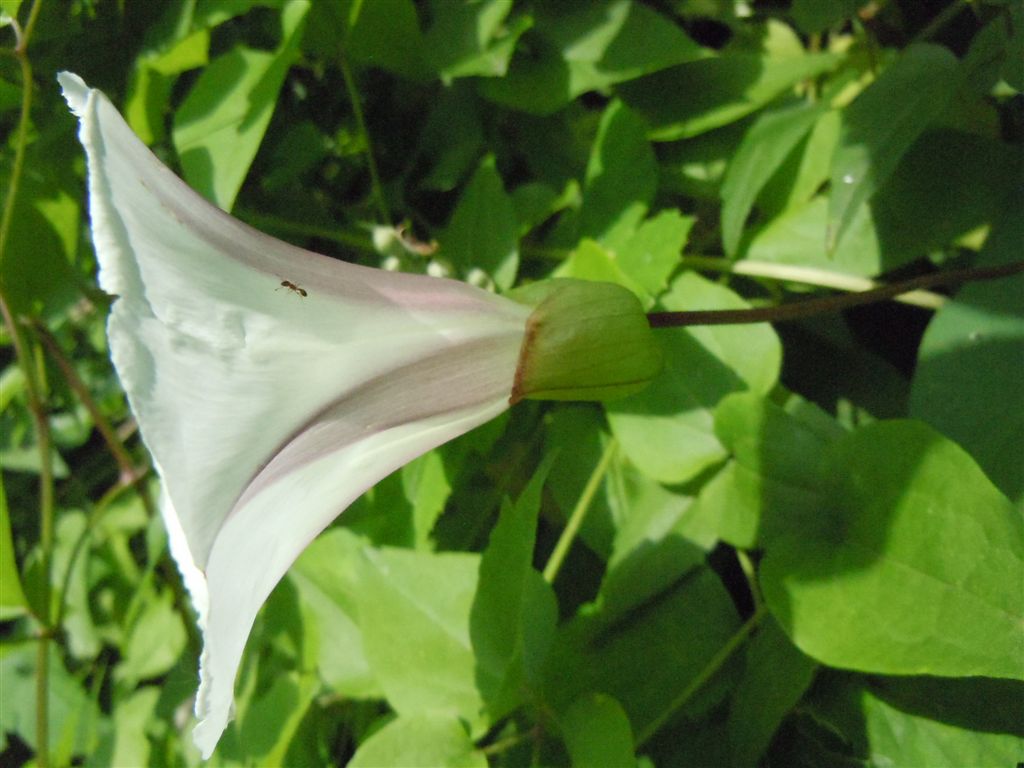 Calystegia silvatica